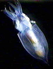 Кальмары - Cranchiidae