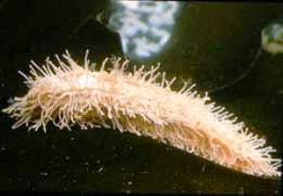  Sclerodactylidae,  