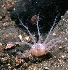 Thyonidium peliucidum Голотурии, морские кубышки