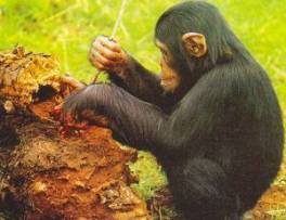 шимпанзе за работой: использование орудий труда