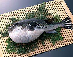 Фугу - самая ядовитая рыба