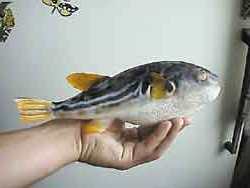 Фугу - самая ядовитая рыба