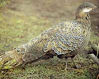 Polyplectron bicalcaratum (Linnaeus, 1758) = Серый павлиний фазан