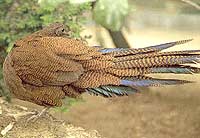 Polyplectron chalcurum Lesson, 1831 = Суматранский павлиний фазан