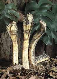  Аспидовые змеи Фото