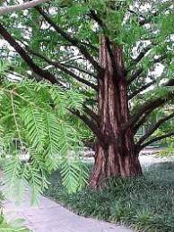 Метасеквойя (Metasequoia glyptostroboides)  Фото