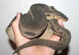 Змея Acrochordus javanicus