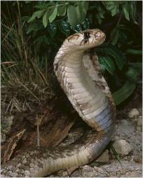 Elapidae Boie, 1827 = Аспидовые змеи, аспиды