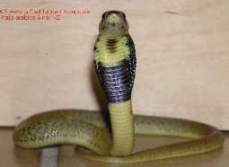 Вид: Naja haje = Аспид, египетская кобра, гая