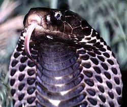 Индийская кобра, очковая змея
