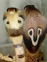 Naja naja = Индийская кобра, очковая змея