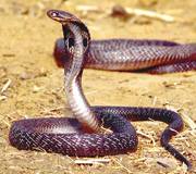 Naja naja = Индийская кобра, очковая змея
