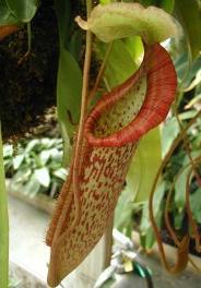 Непентес (Nepenthes) 
