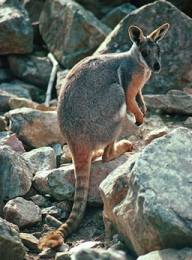  Кистехвостый каменный [скалистый] кенгуру 