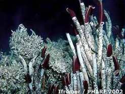 Коралловый риф: черви