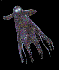 Осьминоги - Octopoda