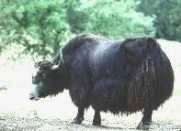 Bos Linnaeus, 1758 = Настоящие быки