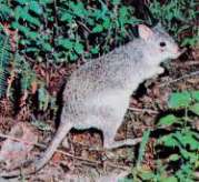 Aepyprymnus rufescens Gray = Большой крысиный кенгуру, рыжая кенгуровая крыса