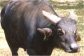 Фото Аноа, карликовый буйвол