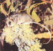 Burramys parvus Broom = Горный карликовый кускус