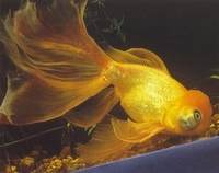 Золотая рыбка Carassius auratus