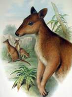 Dorcopsis = Кустарниковые кенгуру
