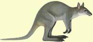 Dorcopsis = Кустарниковые кенгуру