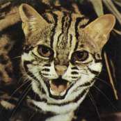 Кошка бенгальская Felis bengalensis