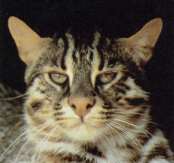 Кошка домашняя Felis catus