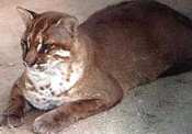 Felis temmincki Vigora et Horsfield, 1827 = Кошка Темминка, золотая азиатская кошка