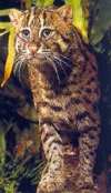Felis viverrina Bennett = Кошка-рыболов, крапчатая [рыбья] кошка