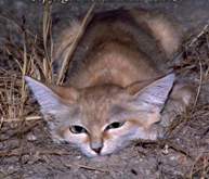 Felis margarita Loche, 1858 = Барханная кошка, барханный [песчаный] кот