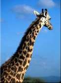   Giraffa camelopardalis