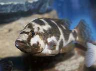  ,   = Nimbochromis (Haplochromis) livingstonii