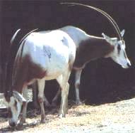 Oryx dammah Smith H., 1827 = Сахарский [саблерогий] орикс