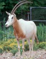 Oryx dammah Smith H., 1827 = Сахарский [саблерогий] орикс