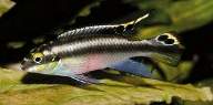  = Pelvicachromis pulcher