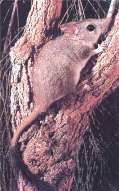 Род: Phascogale Temminck, 1824 = Кистехвостые сумчатые крысы