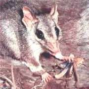 Род: Phascogale Temminck, 1824 = Кистехвостые сумчатые крысы
