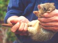 Вид: Bettongia lesueuri = Кистехвостый кенгуру, юго-западная [Лесюерова] опоссумовая крыса
