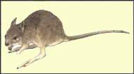 Caloprymnus campestris Gould, 1843 = Гологрудый кенгуру, степная кенгуровая крыса