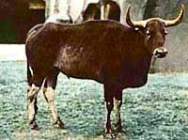 Вид: Bos sauveli Urbain, 1937 = Купрей, индокитайский серый бык