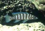  ,   = Neolamprologus cylindricus