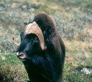 Вид: Ovibos moschatus Zimmermann = Мускусный бык, овцебык