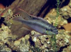   = Pelvicachromis pulcher