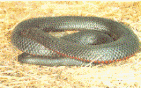 Фото Черношейная, или плюющая, кобра 