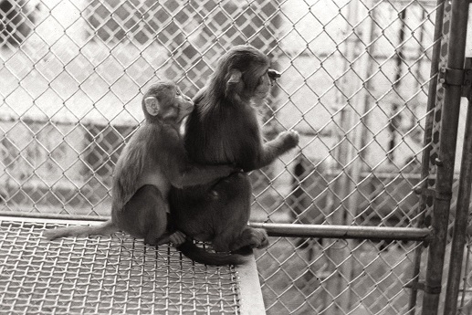 обезьяна с детенышем