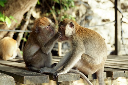 расскажите как ухаживают обезьяны за своими детенышами