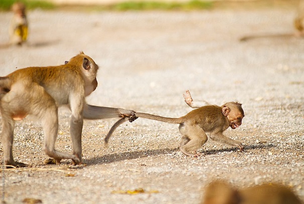 почему обезьяны бьют своих детенышей