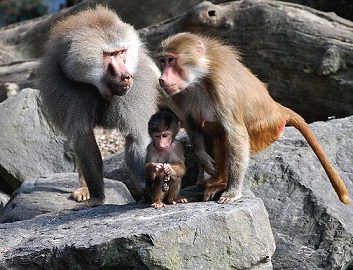 почему обезьяны обижают своих детенышей